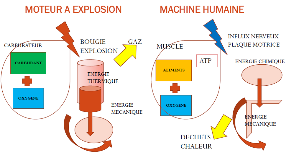 préparation physique tennis analogie energétique