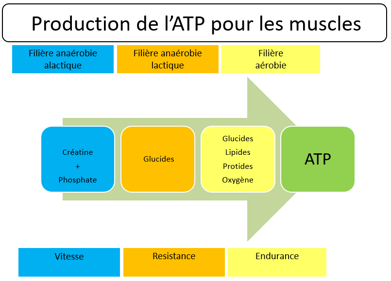 préparation physique tennis production atp